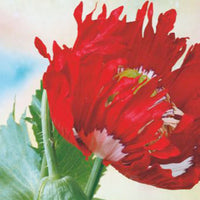Pavot 'Danish Flag' rouge 1 m² - Semences de fleurs