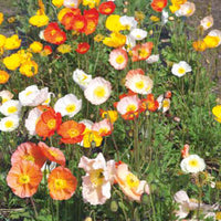 Pavot nudicaule - Mélange jaune-orangé-blanc 45 m² - Semences de fleurs