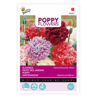 Pavot paeoniflorum rouge-violet-rose 1 m² - Semences de fleurs