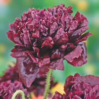 Pavot 'Black Paeony' violet 1 m² - Semences de fleurs