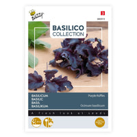 Basilic Ocimum 'Purple Ruffles' violet 10 m² - Semences d’herbes