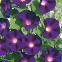 Ipomée Ipomoea 'Knowlians Black' violet 10 m² - Semences de fleurs