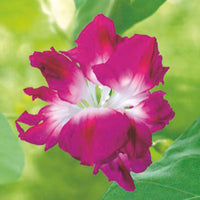 Ipomée Ipomoea tricolor rose 10 m² - Semences de fleurs