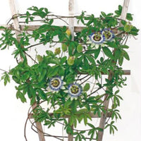 Passiflore Passiflora caerulea bleu 5 m² - Semences de fleurs