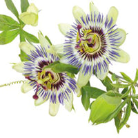 Passiflore Passiflora caerulea bleu 5 m² - Semences de fleurs