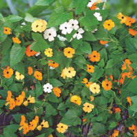 Suzanne aux yeux noirs Thunbergia alata - Mélange orangé-jaune 1 m² - Semences de fleurs