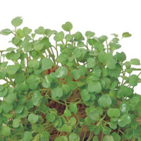 Graines de roquette à germer Eruca sativa - Biologique - Semences d’herbes