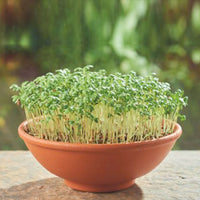 Cresson alénois Lepidium sativum - Biologique - Semences d’herbes