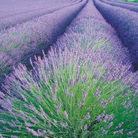 Lavande Lavandula angustifolia - Biologique violet 4 m² - Semences d’herbes