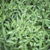 Sauge Salvia officinalis - Biologique 2 m² - Semences d’herbes