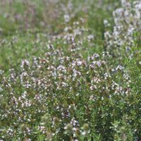 Thym Thymus vulgaris - Biologique 20 m² - Semences d’herbes