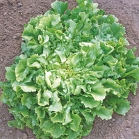 Chicorée Cichorium endivia - Biologique 25 m² - Semences de légumes