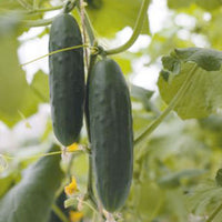 Concombre Cucumis 'Marketmore' - Biologique 6 m² - Semences de légumes