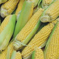 Maïs doux Zea 'Golden Bantam' - Biologique 12 m² - Semences de légumes