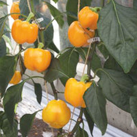 Poivron Capsicum 'Yellow California Wonder' - Biologique jaune 5 m² - Semences de légumes