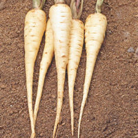Panais Pastinaca 'Guernsey' - Bio 10 m² - Semences de légumes
