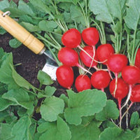 Radis Raphanus 'Saxa 2' - Biologique 2 m² - Semences de légumes
