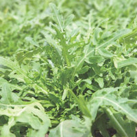 Roquette sauvage Eruca sativa - Biologique 10 m² - Semences d’herbes