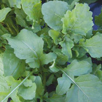 Roquette Eruca sativa - Biologique 7 m² - Semences d’herbes