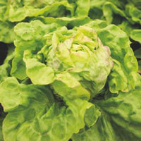 Laitue Lactuca 'Meikoningin' - Biologique 30 m² - Semences de légumes