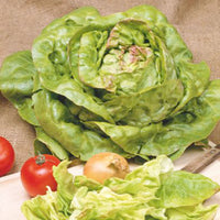 Laitue Lactuca 'Meikoningin' - Biologique 30 m² - Semences de légumes
