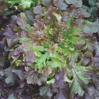 Feuille de chêne Lactuca 'Red salad bowl' - Biologique 30 m² - Semences de légumes