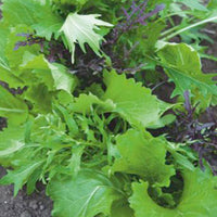 Mesclun Brassica chinennis - Biologique 3 m² - Semences de légumes
