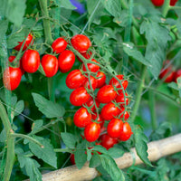 Tomate cerise Solanum 'Koralik' - Biologique - Semences de légumes