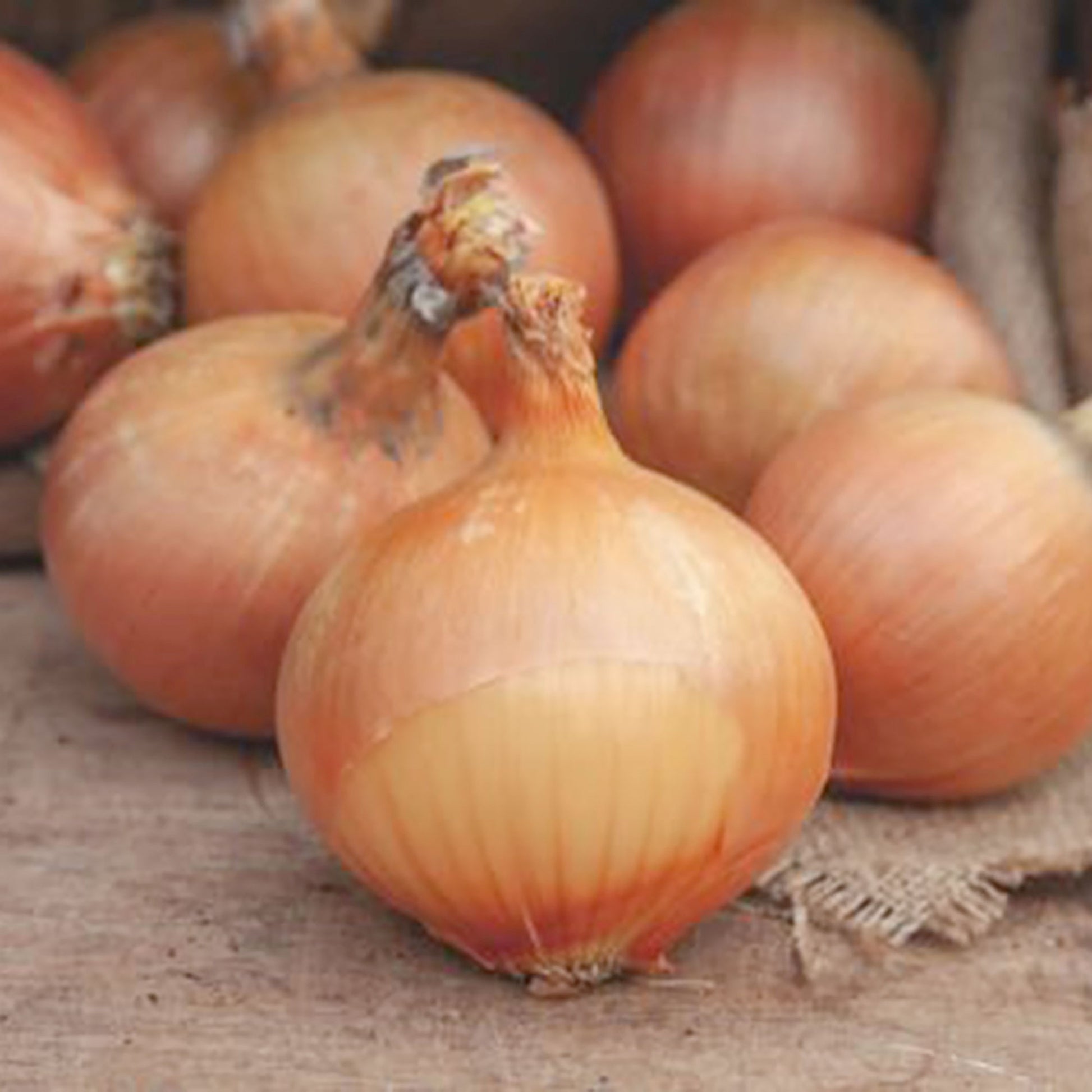 Oignon (Allium cepa), l'incontournable en cuisine qui fait pleurer