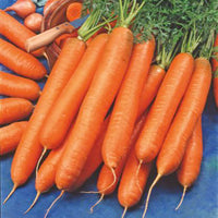 Carotte d'hiver Daucus 'Berlikumer 2' - Biologique 12 m² - Semences de légumes
