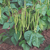 Haricots nains mange-tout Phaseolus 'Maxi' - Biologique 1 m² - Semences de légumes