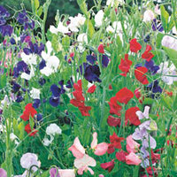 Pois de senteur Lathyrus 'Spencer' - Biologique rouge-violet-blanc 2 m² - Semences de légumes