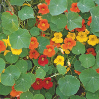 Capucine Tropaeolum majus - Biologique jaune-rouge-orangé 5 m² - Semences de fleurs
