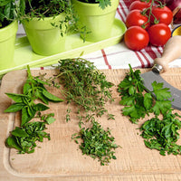 Herbes aromatiques - Mélange incl. pots verts et plateau - Semences d’herbes