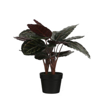Plante artificielle Calathea Avec cache-pot rond en plastique
