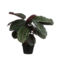 Plante artificielle Calathea Avec cache-pot rond en plastique