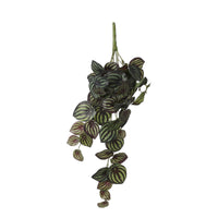Plante artificielle Peperomia vert-blanc