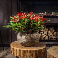 Langue de feu Anthurium 'Million Flowers' Rouge