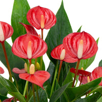 Langue de feu Anthurium 'Million Flowers' Rouge