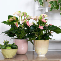 Langue de feu Anthurium 'Joli Pulse' Rose-Vert