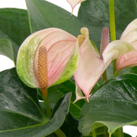 Langue de feu Anthurium 'Joli Pulse' Rose-Vert