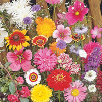 Fleurs coupées - Mélange 1 m² - Semences de fleurs