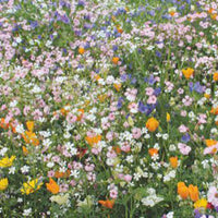 Fleurs qui attirent les abeilles - Mélange 15 m² - Semences de fleurs