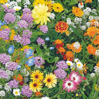 Fleurs qui attirent les abeilles - Mélange 15 m² - Semences de fleurs