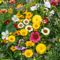 Fleurs comestibles - Mélange 2 m² - Semences de fleurs