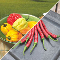 Pack de piments 'Piments Piquants' Capsicum - Semences de légumes