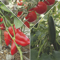 Pack de légumes pour le balcon 'Balcon Bienfaisant' - Biologique - Semences de légumes