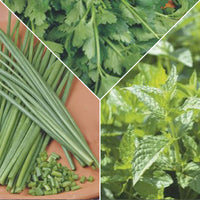 Pack d'herbes aromatiques 'Épices Énergiques' - Semences d’herbes