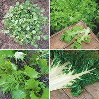 Pack de cueillette 'Récolte Récréative' - Biologique - Semences de légumes