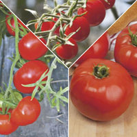 Pack de tomates 'Tomates Tentantes' Solanum - Semences de légumes